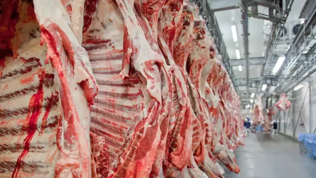 Carne bovina sendo processada em frigorífico